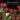 Bloodletting