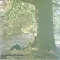 Mother